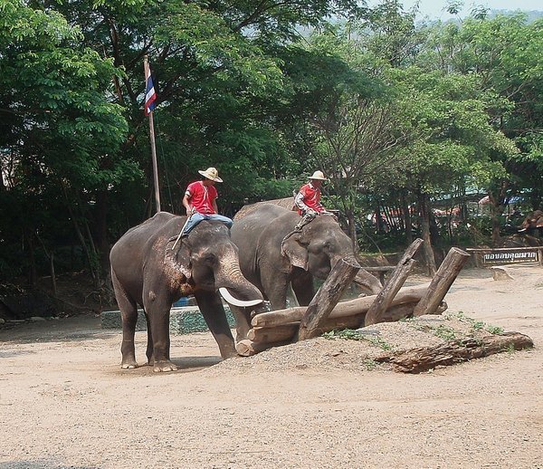 Working elephants