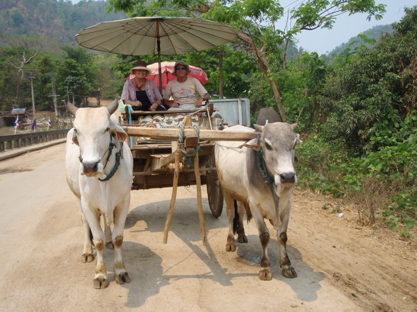 Ox carts