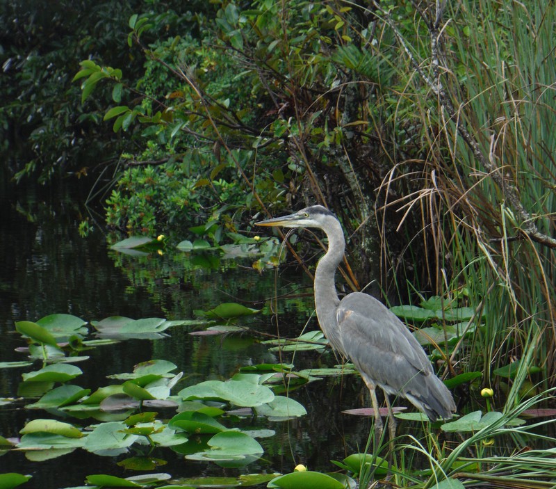 Grey heron in the Everglades