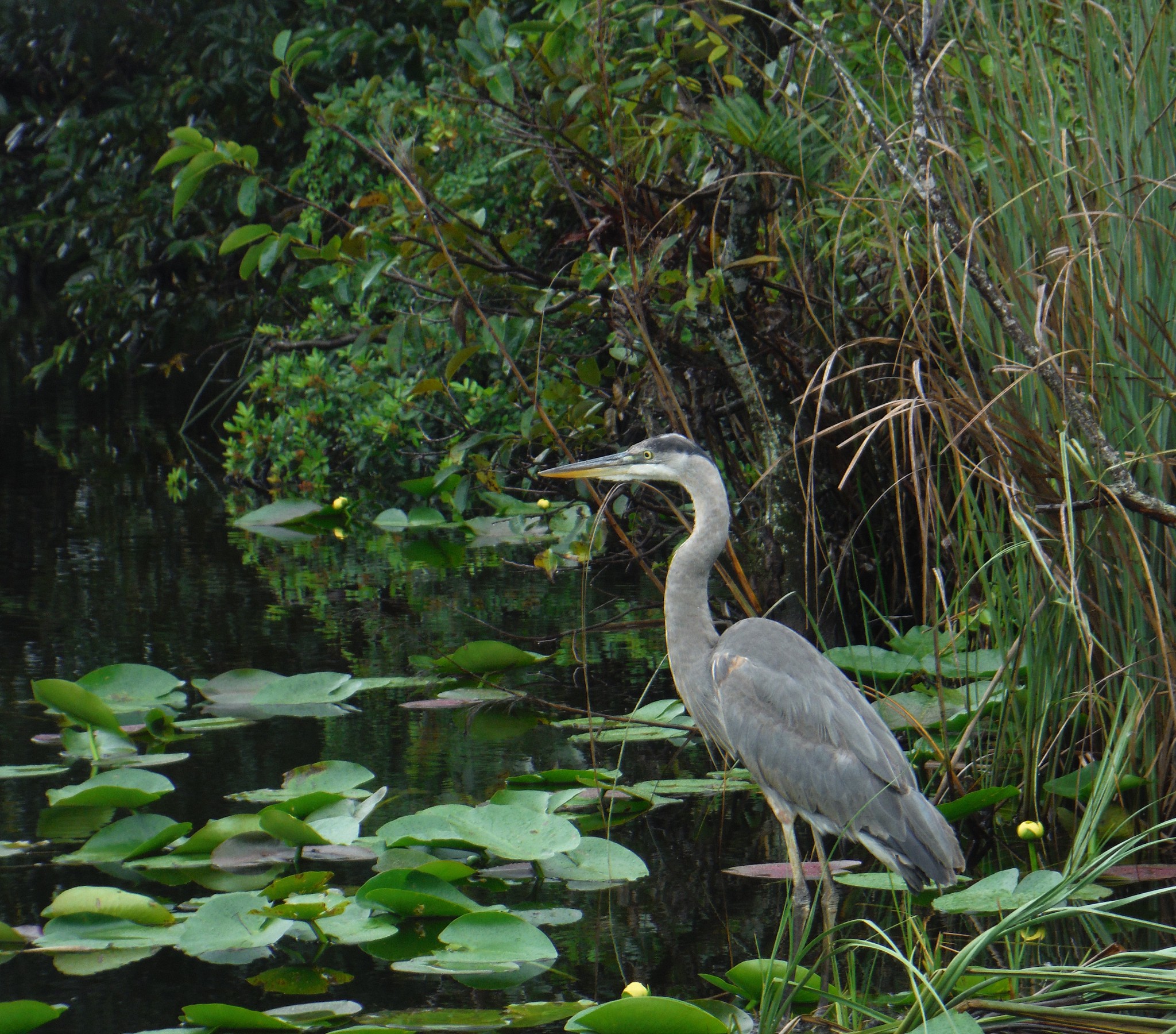 Grey heron in the Everglades | Photo