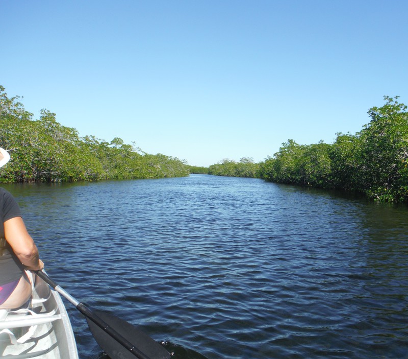 Canoeing the mangrove trail