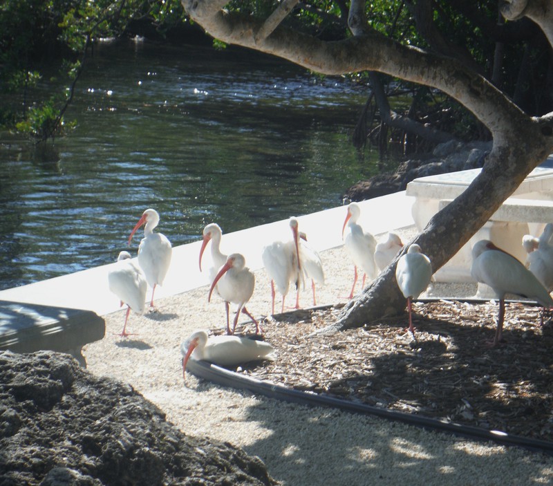 Group of Ibis