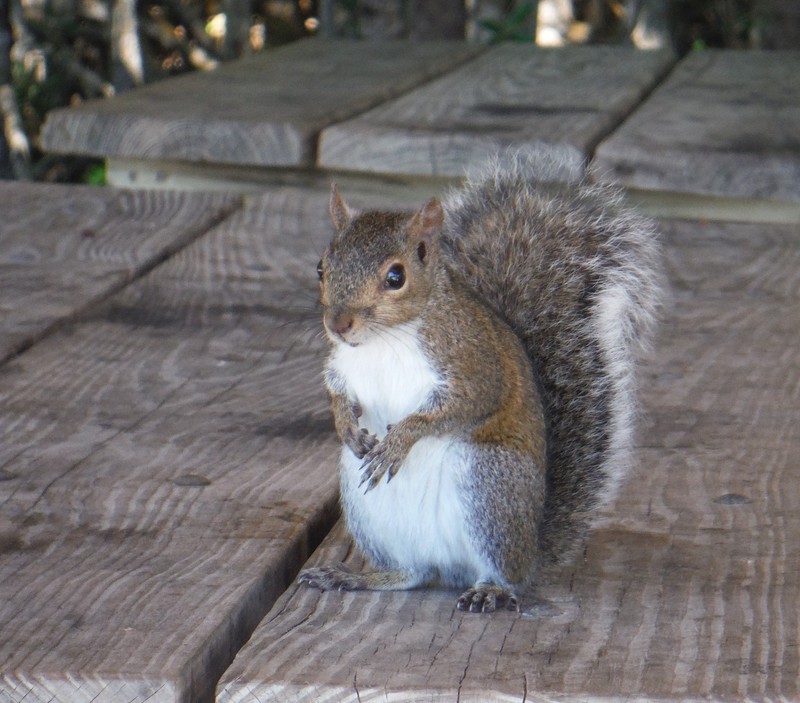 Our friendly squirrel