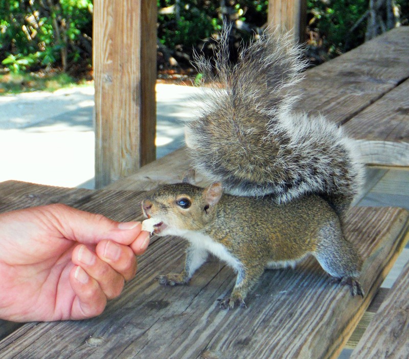 Spoilt squirrel
