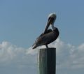 The Iconic Florida Pelican