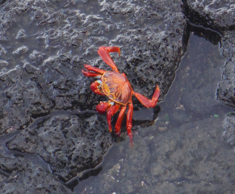 Red crabs everywhere