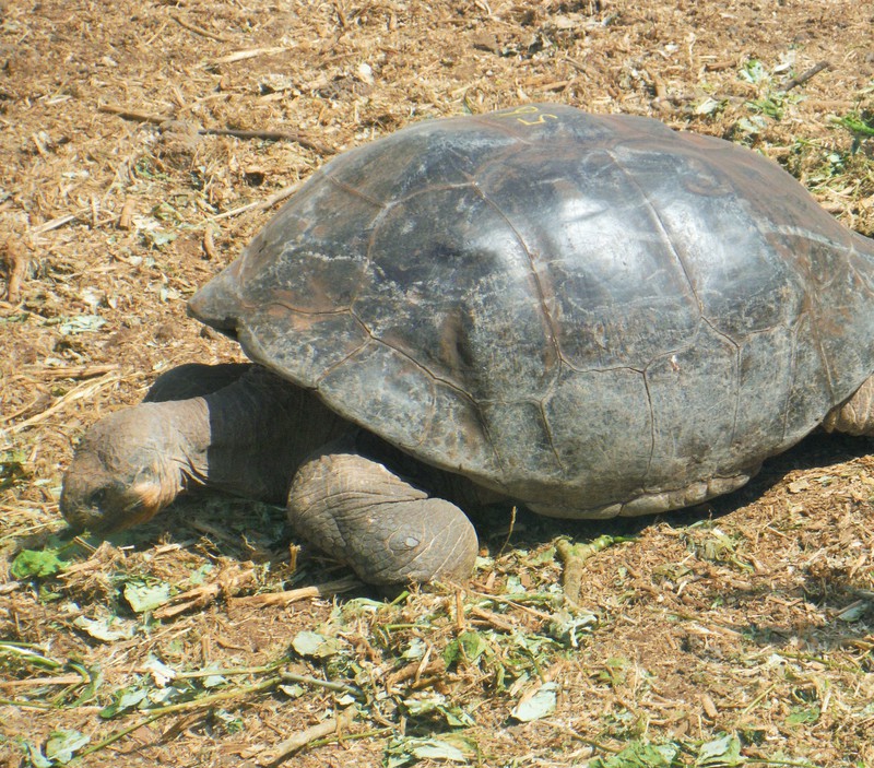 Very old Giant Tortoise