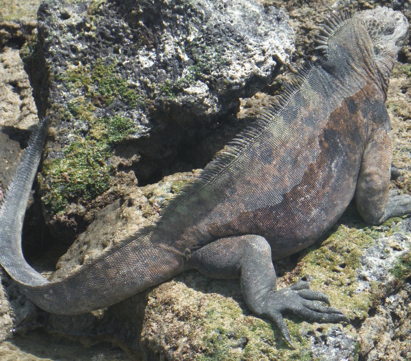 ...the marine Iguanas