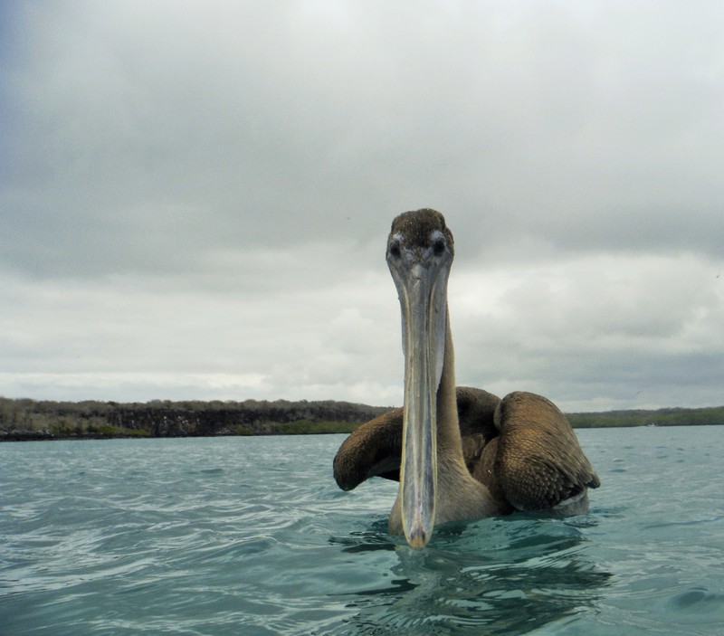 Pelican with attitude!