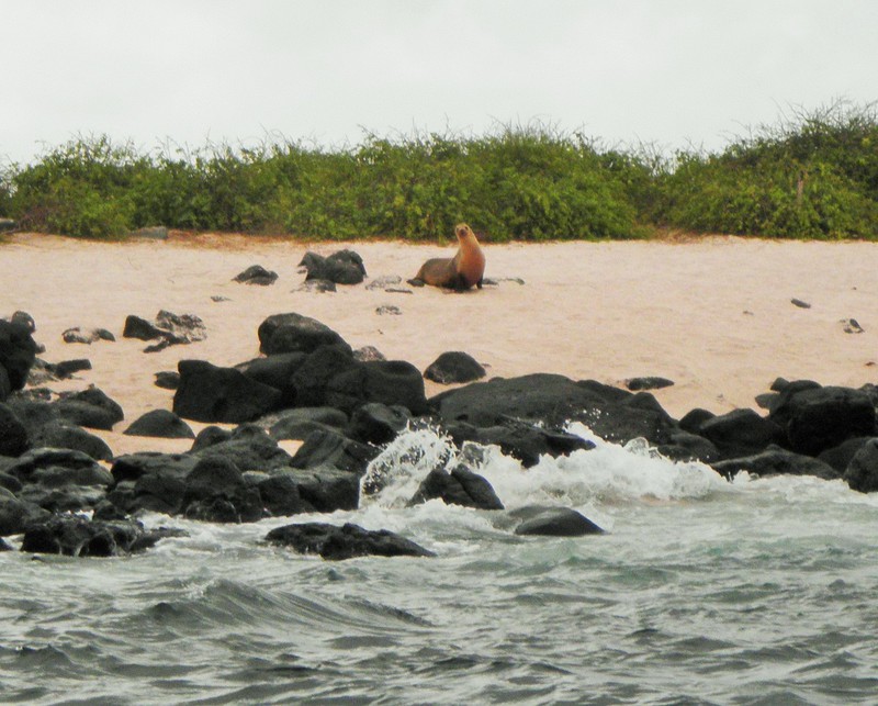 Female sea lion on the beach