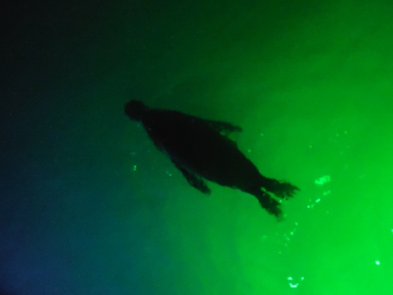 Sea lion taking a late night swim