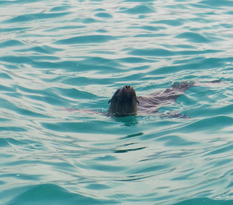Slinky Sea lion