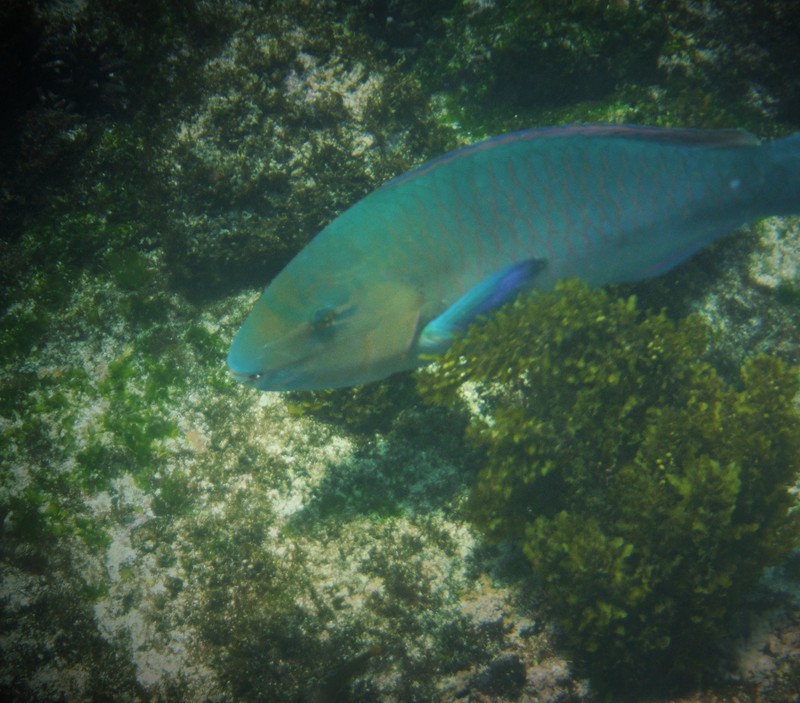 ...and another tropical fish