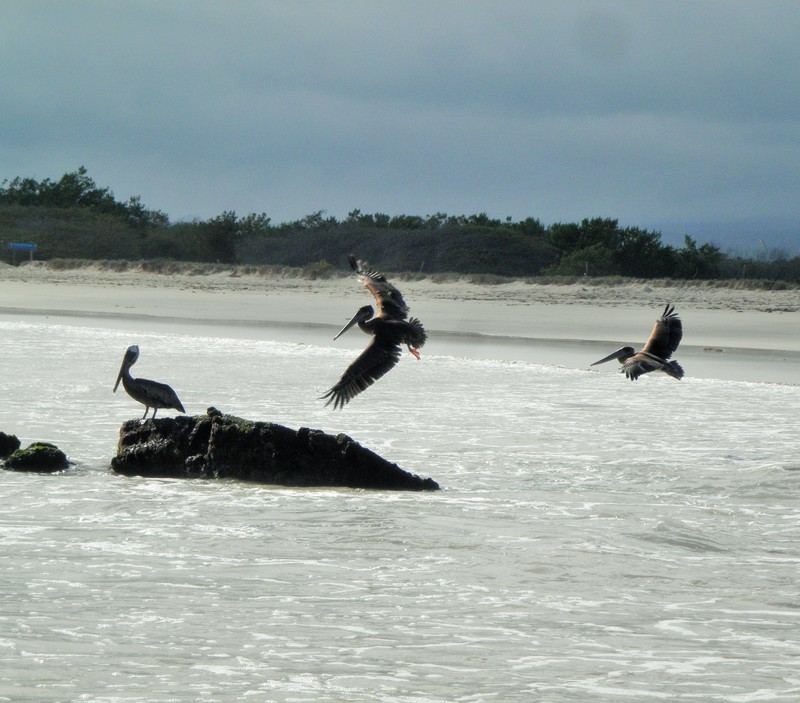 ...as well as Pelicans