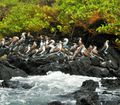 Blue-footed Booby Birds