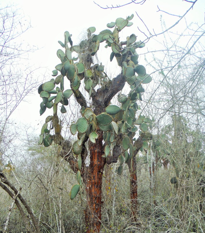 Opuntias: Cactus trees