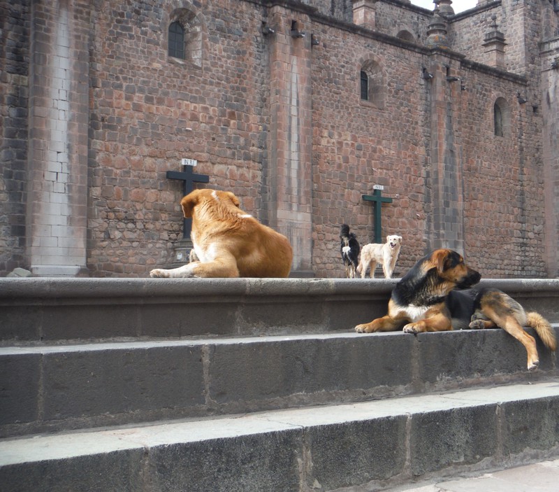 Cuzco dogs, a few of hundreds