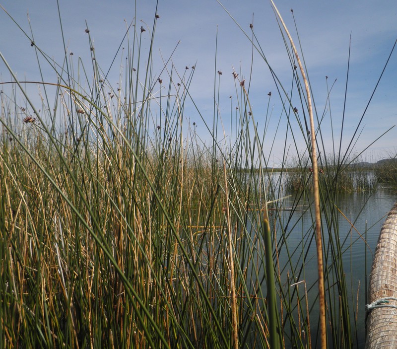 Journey through the reeds on a reed boat