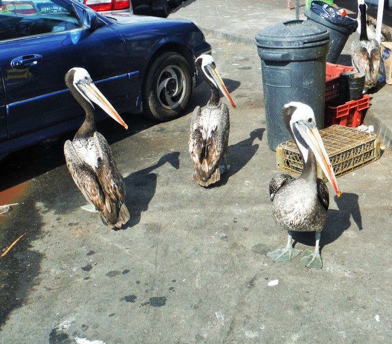 Pelicans in the fish market