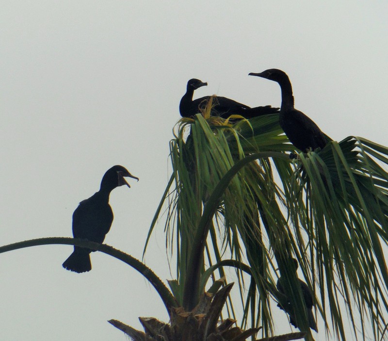 Black geese in a palm tree