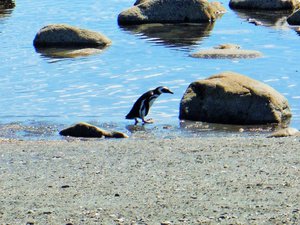 1 Magellenic Penguin, Straits of Magellan