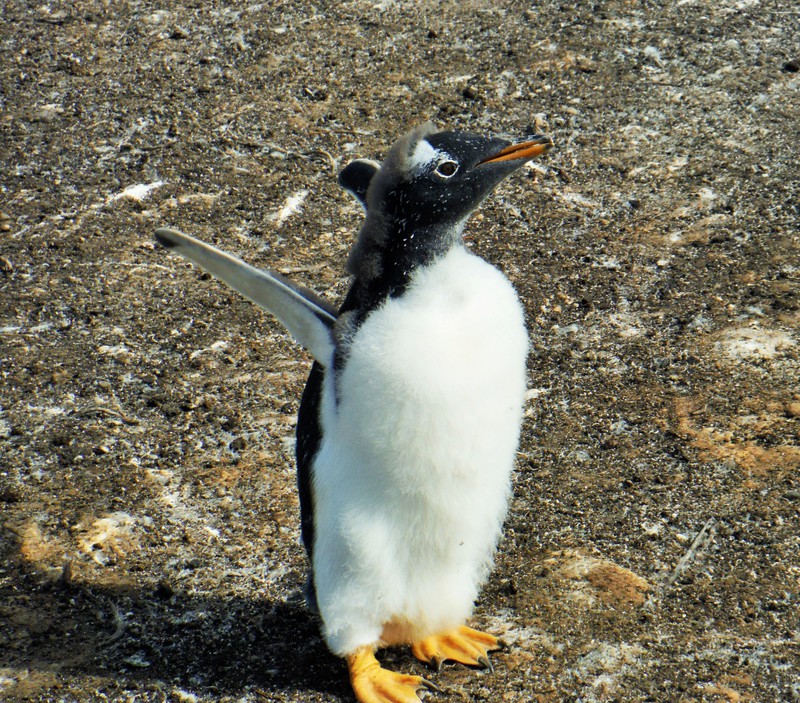 A Gentoo who has shed most of his baby down
