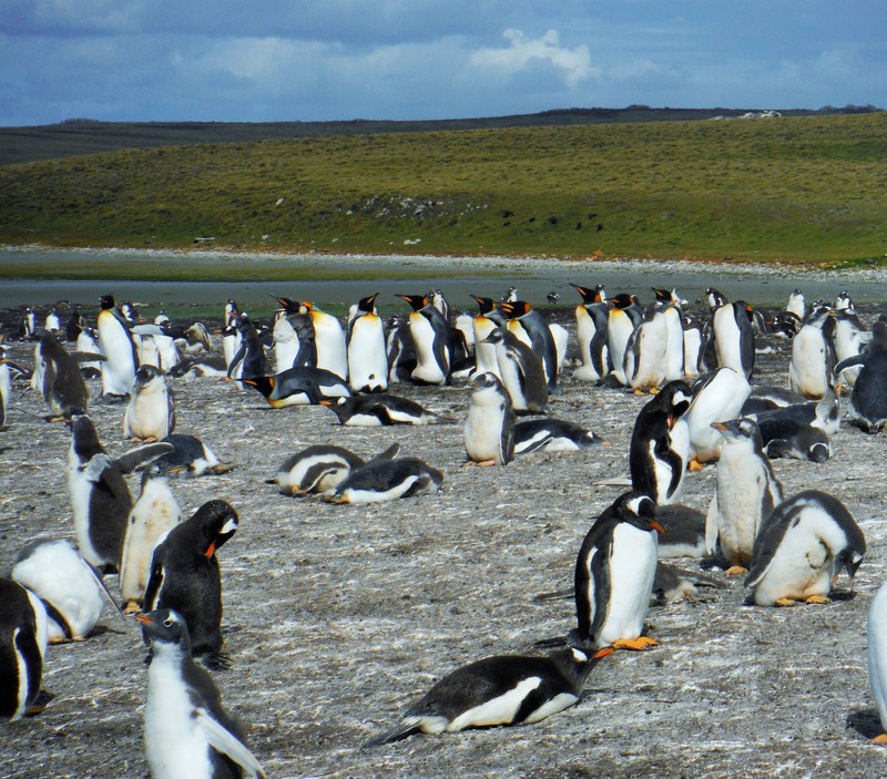 Gentoos and King Penguins