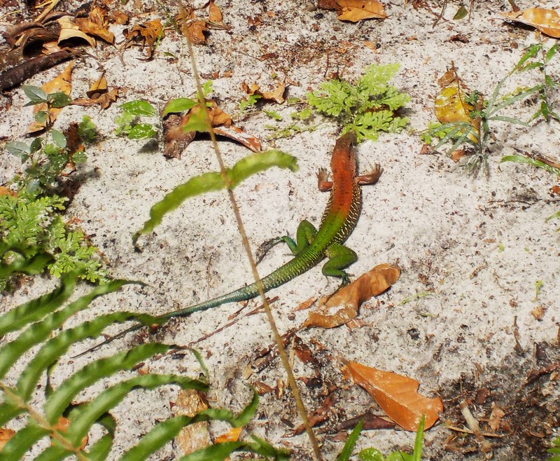 Little Red and Green lizard
