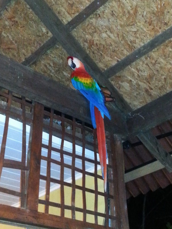Macaw in the rafters