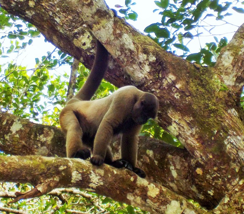 Big butch male Macaque guarding his territory!
