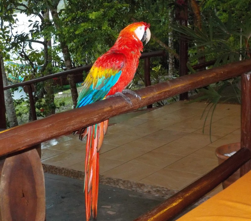Bedraggled wet parrot