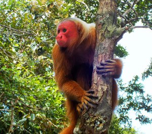 Amazonian Uakari Monkey