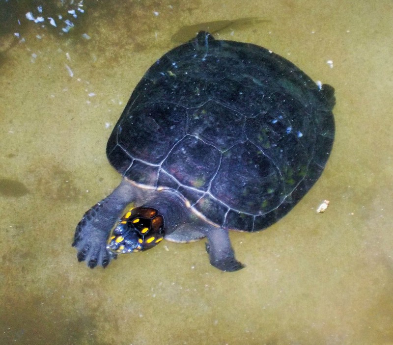 Yellow-spotted Sideneck Turtle