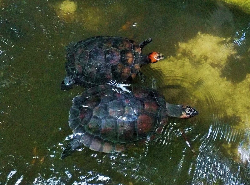 Red-necked Turtles