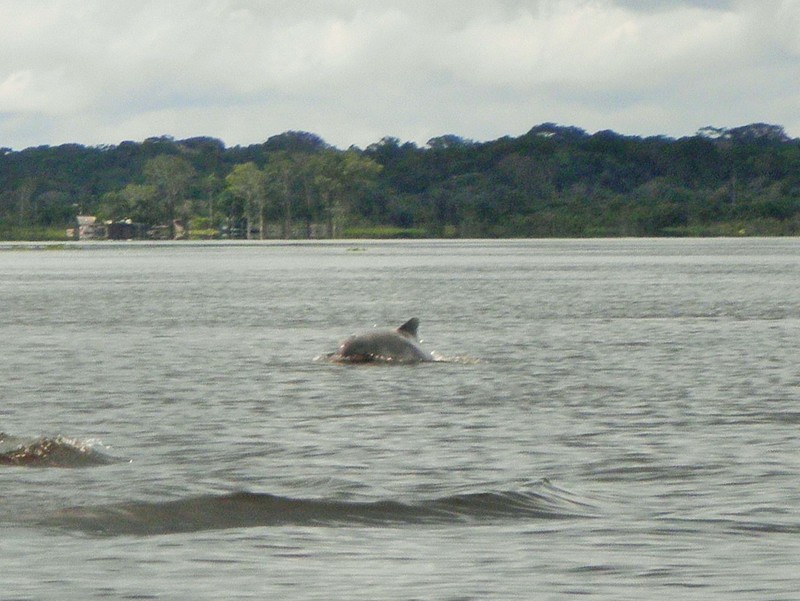 Grey river dolphin