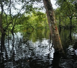 Paddling the Igapos: life on the Rio Mamori | Travel Blog