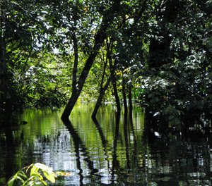 The Amazonian Igapos