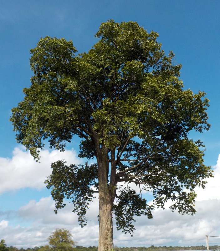200 year old Brazil nut tree