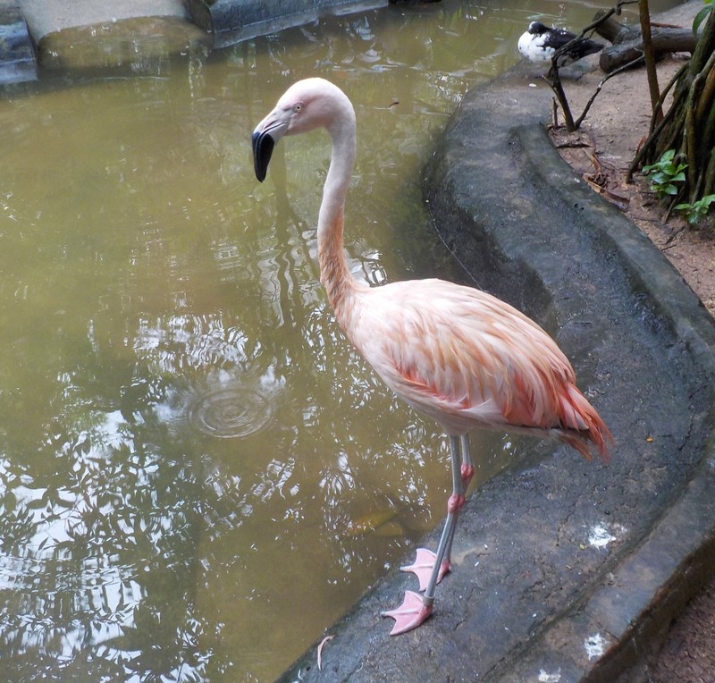 Flamingo in the Orchid Park