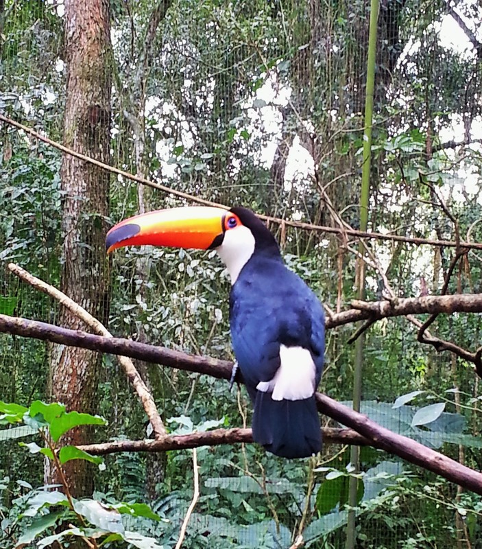The iconic South American Toco Toucan