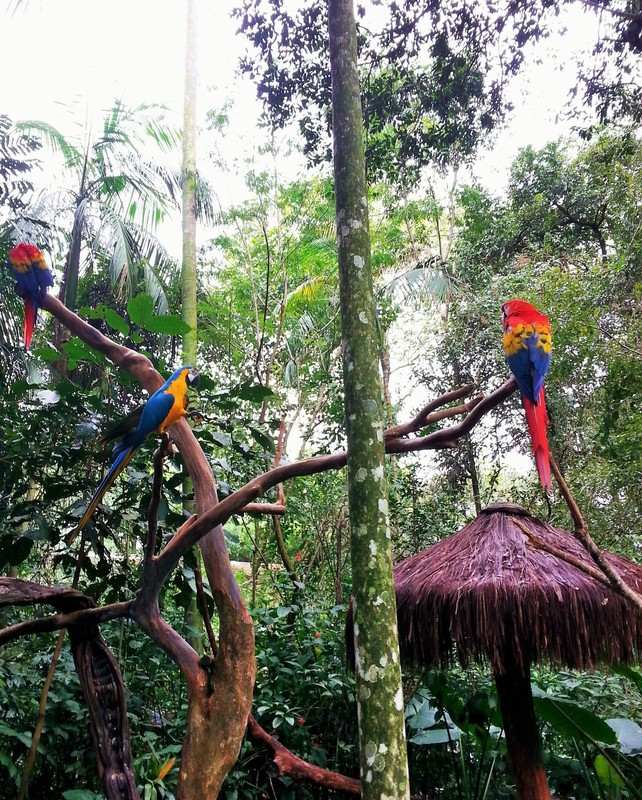Three rescued Macaws