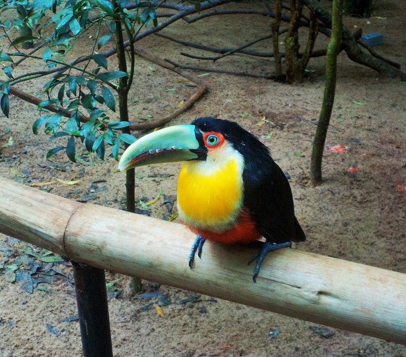 Green -beaked South American Toucan