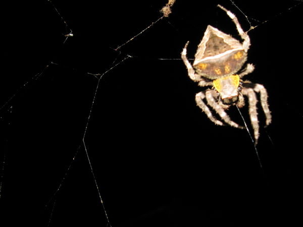 Spider outside room!