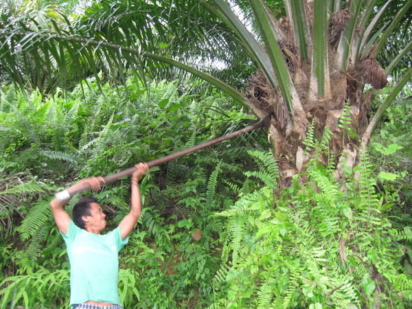 Cutting palm fruit