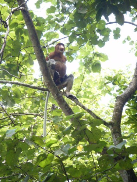 Male Probiscis monkey