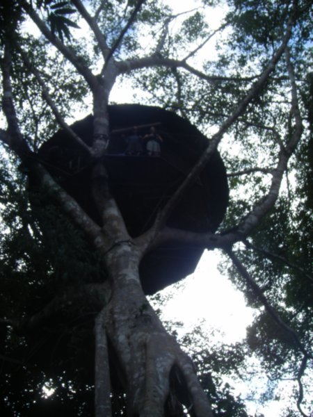 Tree house 2