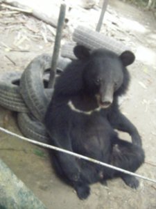 Bear at the rescue centre