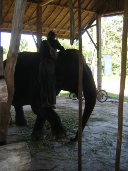 Mahout climbs aboard