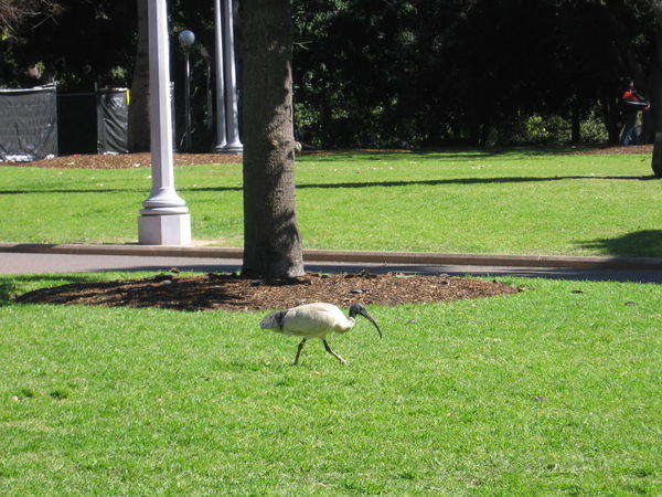 Bird in Hyde Park