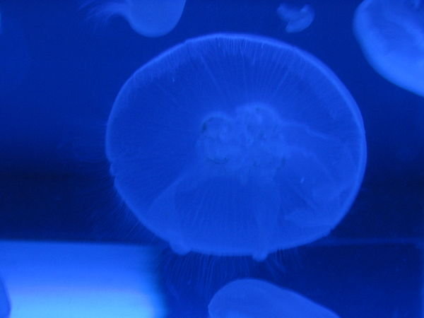 jelly at aquarium